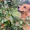Sky in the apple trees