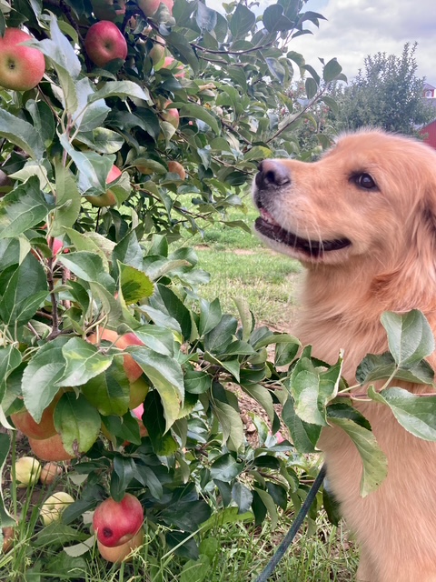 Sky in the apple trees